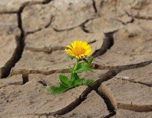 Broad-Based Livelihoods, Flower growing out of dry ground